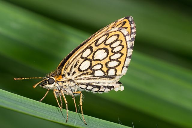 Farfalla femmina - Heteropterus morpheus, Hesperiidae